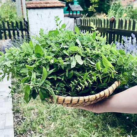 Chaloupka Rozmaryna Сasa de vacaciones